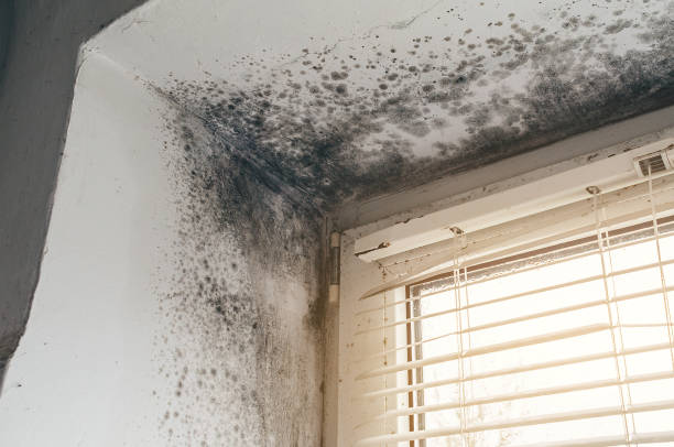 Affordable Attic Mold Remediation solutions in Weems, VA